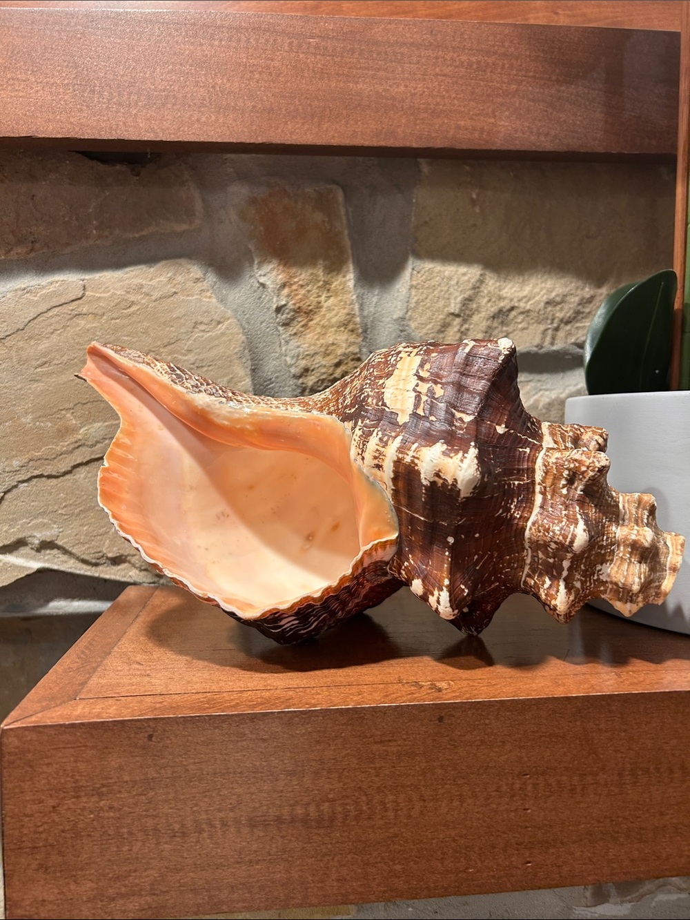 Decorative Natural Conch Shell Accent - Peach and Brown Large, Coastal